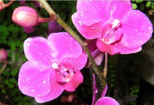 蝴蝶兰的花语和寓意是什么？