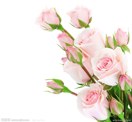 粉玫瑰的含义是什么？