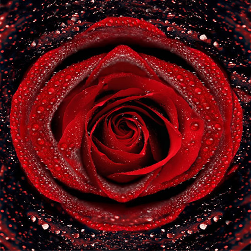 红色玫瑰与水滴的高清图片