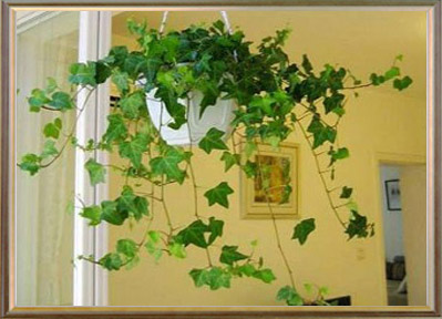 室内绿化观赏植物——常春藤