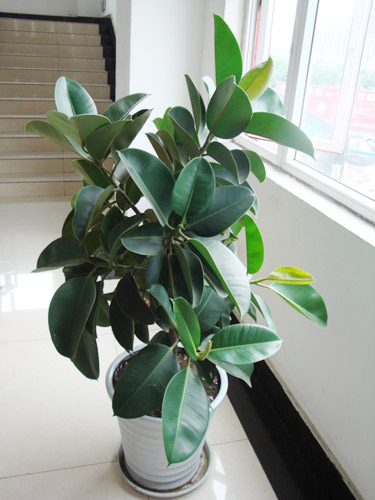 最适合绿化室内客厅的盆栽观赏植物——橡皮树