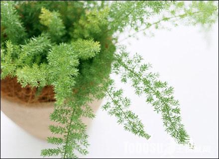 室内绿化净化空气的植物——蓬莱松