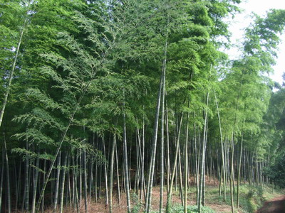 毛竹苗造林技术：什么是毛竹实生苗造林？