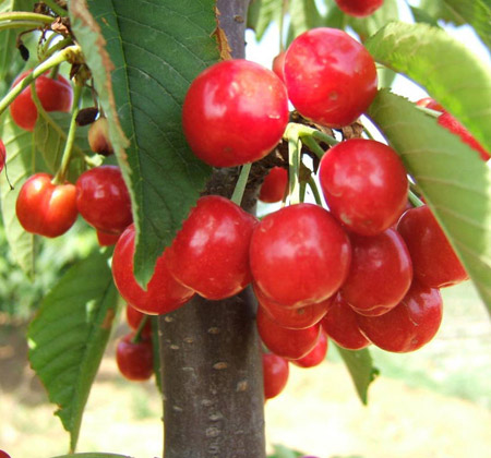 大樱桃的种植栽培技术