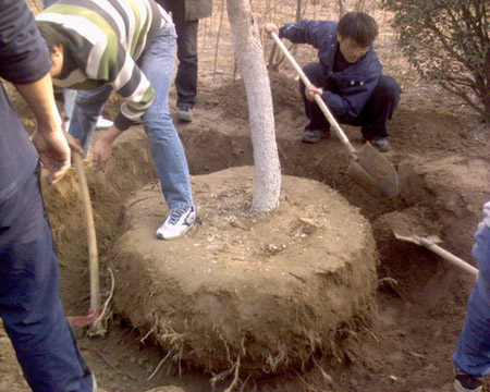 大树移植时树体保湿的三种方法