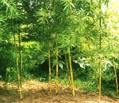 北方地区观赏竹品种选择和栽种管理方法
