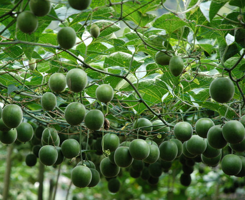 罗汉果树的形态特征及生长习性