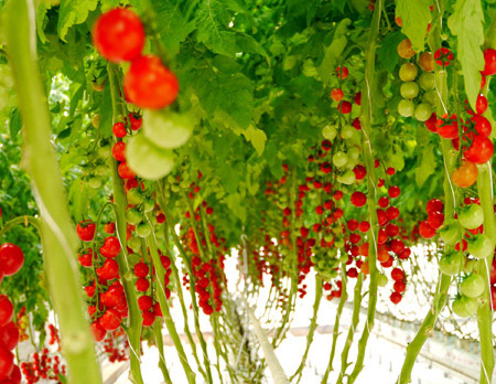 番茄无土栽培营养液的自制配方和方法