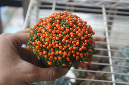花卉植物珍珠橙图片