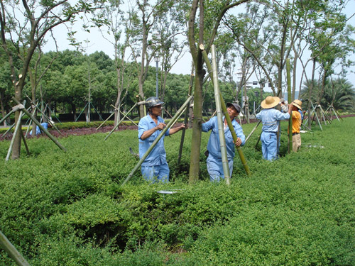 夏季园林绿化工程的养护管理工作内容