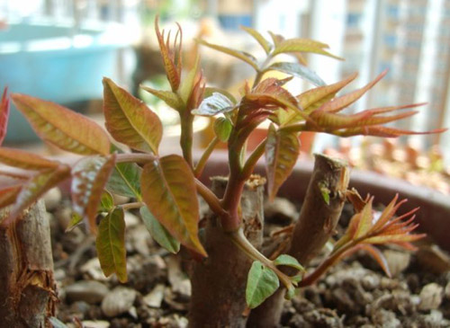盆栽香椿树养殖方法和注意事项