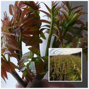 香椿树繁殖方法——种子播种、根芽分株、根插法和枝条扦插