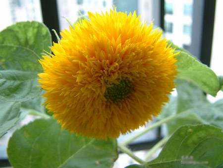 养花知识：观赏向日葵怎么养?