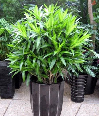 百合竹的生长习性和养殖方法