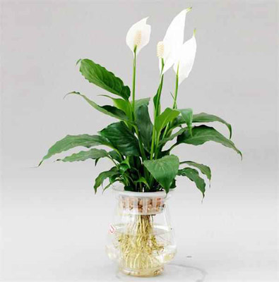 盆栽花卉植物白掌花(又称一帆风顺)的养殖方法