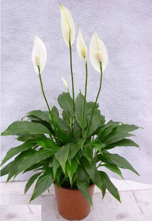 盆栽花卉植物白掌的养殖方法和注意事项
