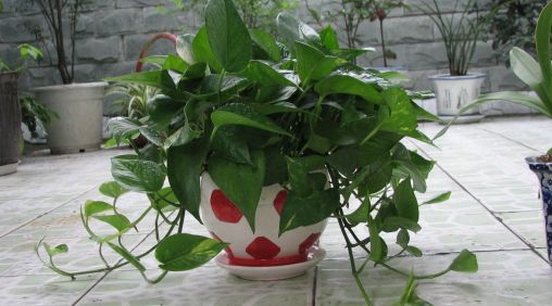 盆栽植物绿萝的养殖方法和注意事项