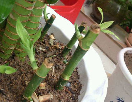 富贵竹怎么繁殖？富贵竹的扦插繁殖方法介绍
