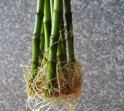 富贵竹可以水养吗？水培富贵竹需要多长时间生根？