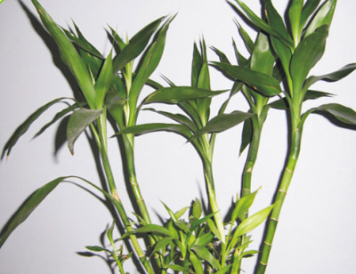 富贵竹的生长习性和养殖方法