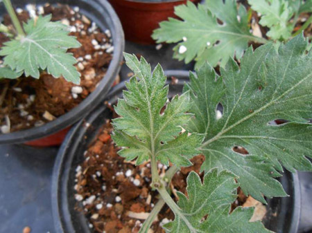 菊花的种植技术：菊花常见虫害及防治方法