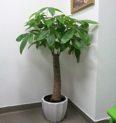 室内盆栽植物发财树的养殖方法和注意事项