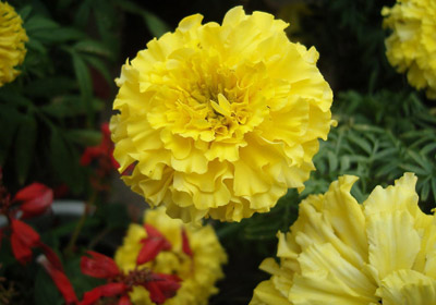 黄色康乃馨的花语和象征代表意义是什么？