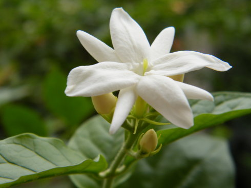 茉莉花的常见品种及图片——单瓣茉莉花