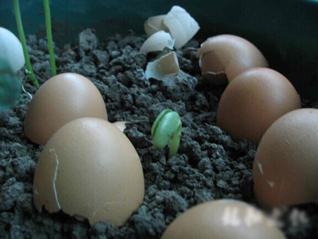鸡蛋壳可以用来养花吗？鸡蛋壳可以使植物生长的更快吗？