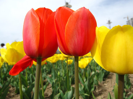 高原郁金香的花语是什么？