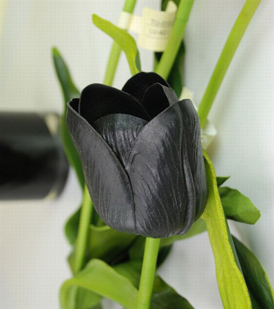 黑色郁金香的花语是什么？