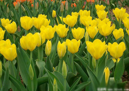 黄色郁金香的花语是什么？