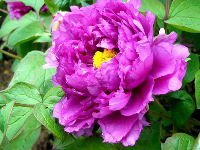 葛巾紫是一种什么花卉植物？葛巾紫牡丹图片及简介