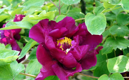 葛巾紫牡丹的生态习性和生长环境要求