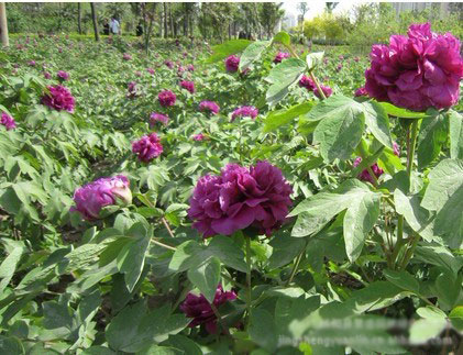 牡丹花葛巾紫的种植栽培技术和养护管理要点