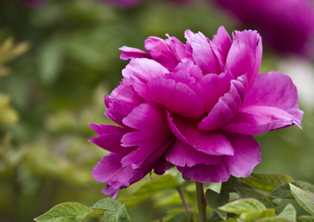 关于葛巾紫牡丹的故事传说——聊斋花神葛巾紫的故事