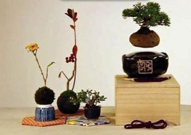 文艺范潮新品 日本微型悬浮盆栽是什么？