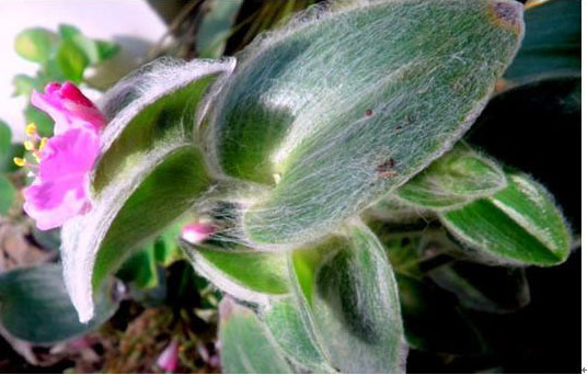 多肉植物白雪姬图片：白雪姬的形态特征介绍
