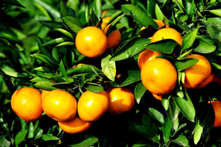 柑橘是一种什么植物水果？柑橘的别名及简介