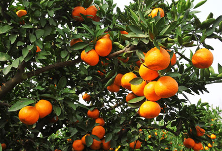 柑橘树图片：柑橘树的形态特征介绍