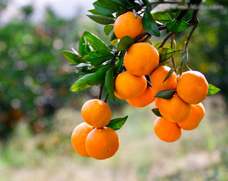 柑橘树怎么栽种？柑橘的生态习性和对生长环境的要求