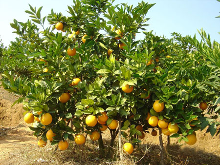 柑橘的主要种植分布区域介绍