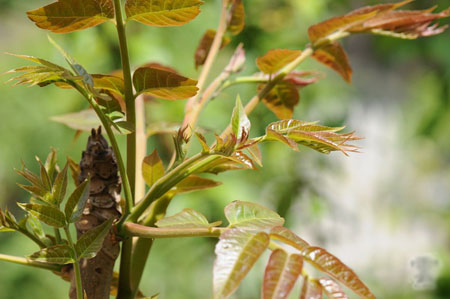 香椿树怎么栽种？香椿树的生态习性和对生长环境的要求