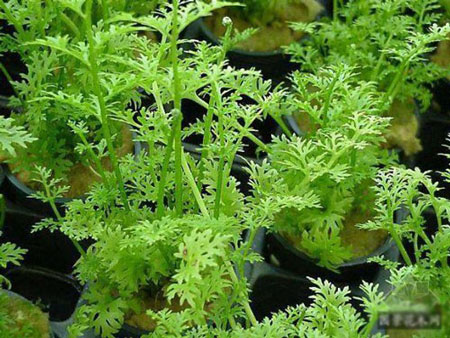 水蕨怎么种植？水蕨的种植方法和栽培技术