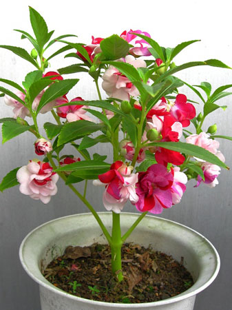 凤仙花是一种什么花卉植物？凤仙花的花期、别名及简介