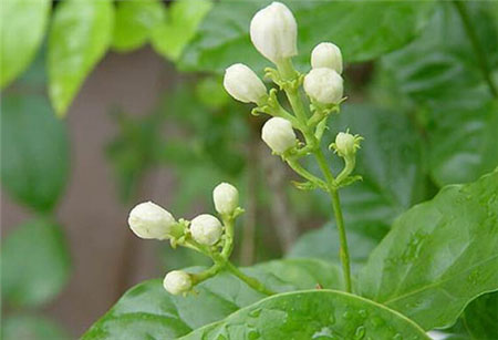 茉莉花的栽种知识：茉莉花的生态习性和对生长环境的要求