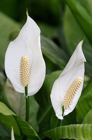 白鹤芋是一种什么花卉植物？白鹤芋的花期、别名及简介