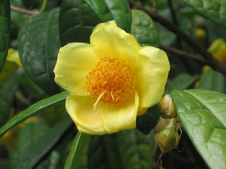 金花茶是一种什么花卉植物？金花茶的花期、别名及简介