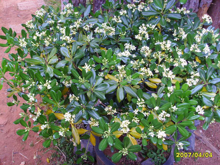 米兰花是一种什么花卉植物？米兰花的花期、别名及简介
