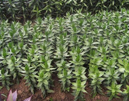 富贵竹怎么种植？富贵竹的种植方法和栽培技术